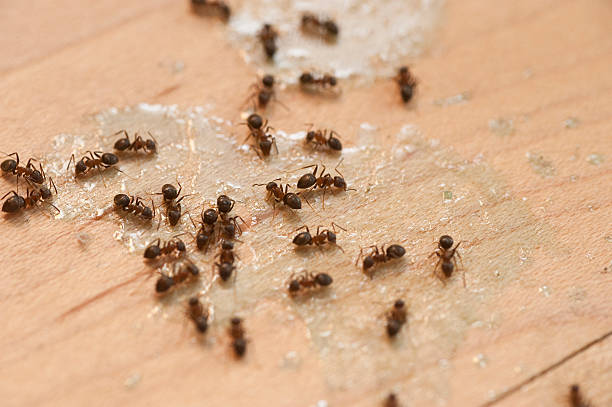 Best Mosquito Control Services  in Porcupine, SD